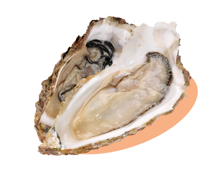 kakioko oyster