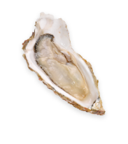 oyster